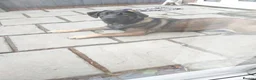 Mixed Breed dogs for sale: Mix breed  - Advert 3