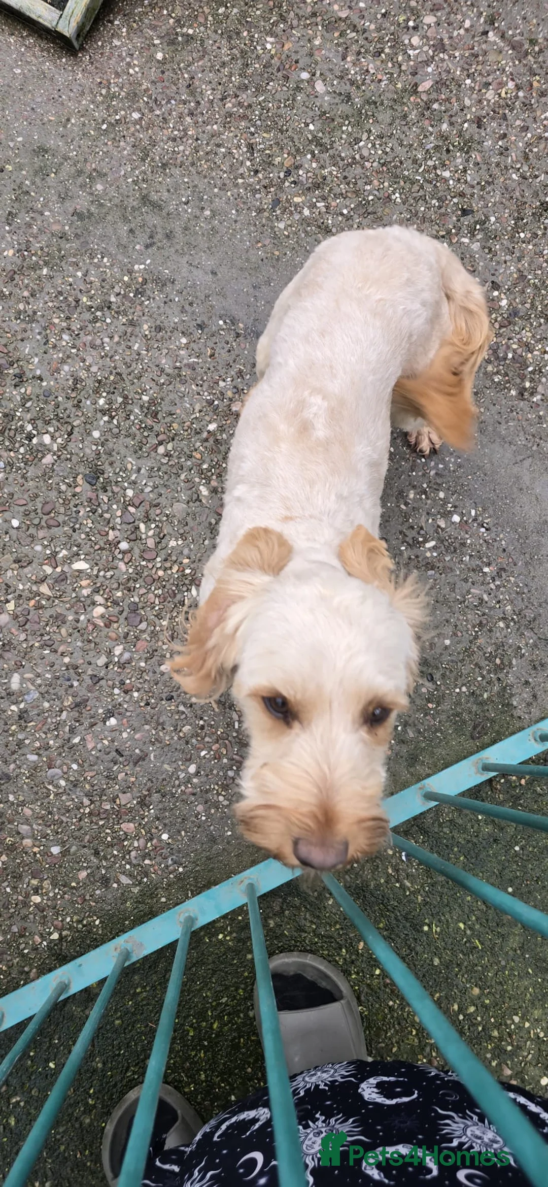 Cockapoo dogs for sale: Meet Almost 2 year old Cockerpoo Seamus - Advert 9