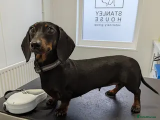 Dachshund dogs Mini Dachshund - Advert 2