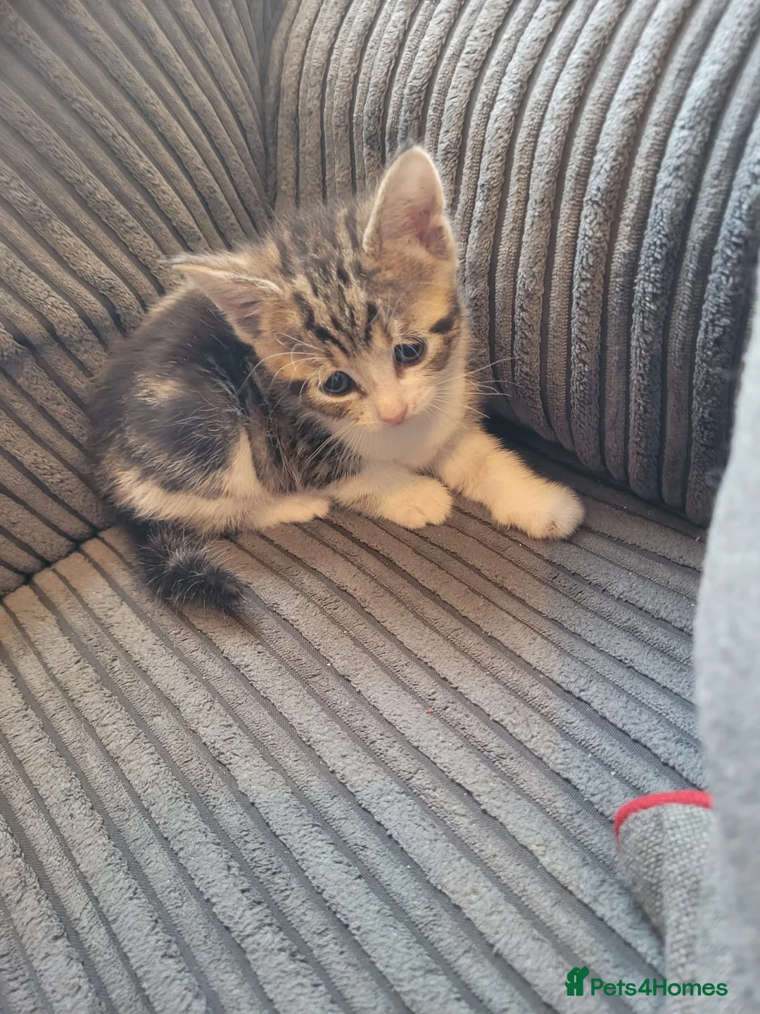 Mixed Breed cats for sale: beautiful Tabby kitten female 8 weeks old in Birmingham - Advert 7
