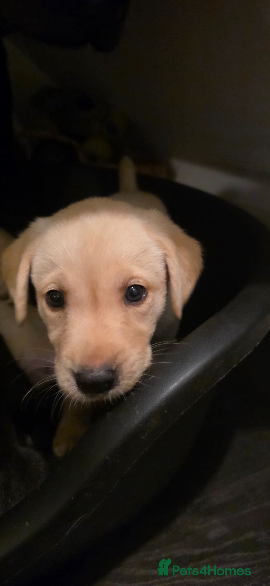 Labrador Retriever dogs for sale: Pure Breed Labrador Puppies  in Liskeard - Advert 6
