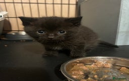 British Shorthair cats for sale: Beautiful male - Image 6