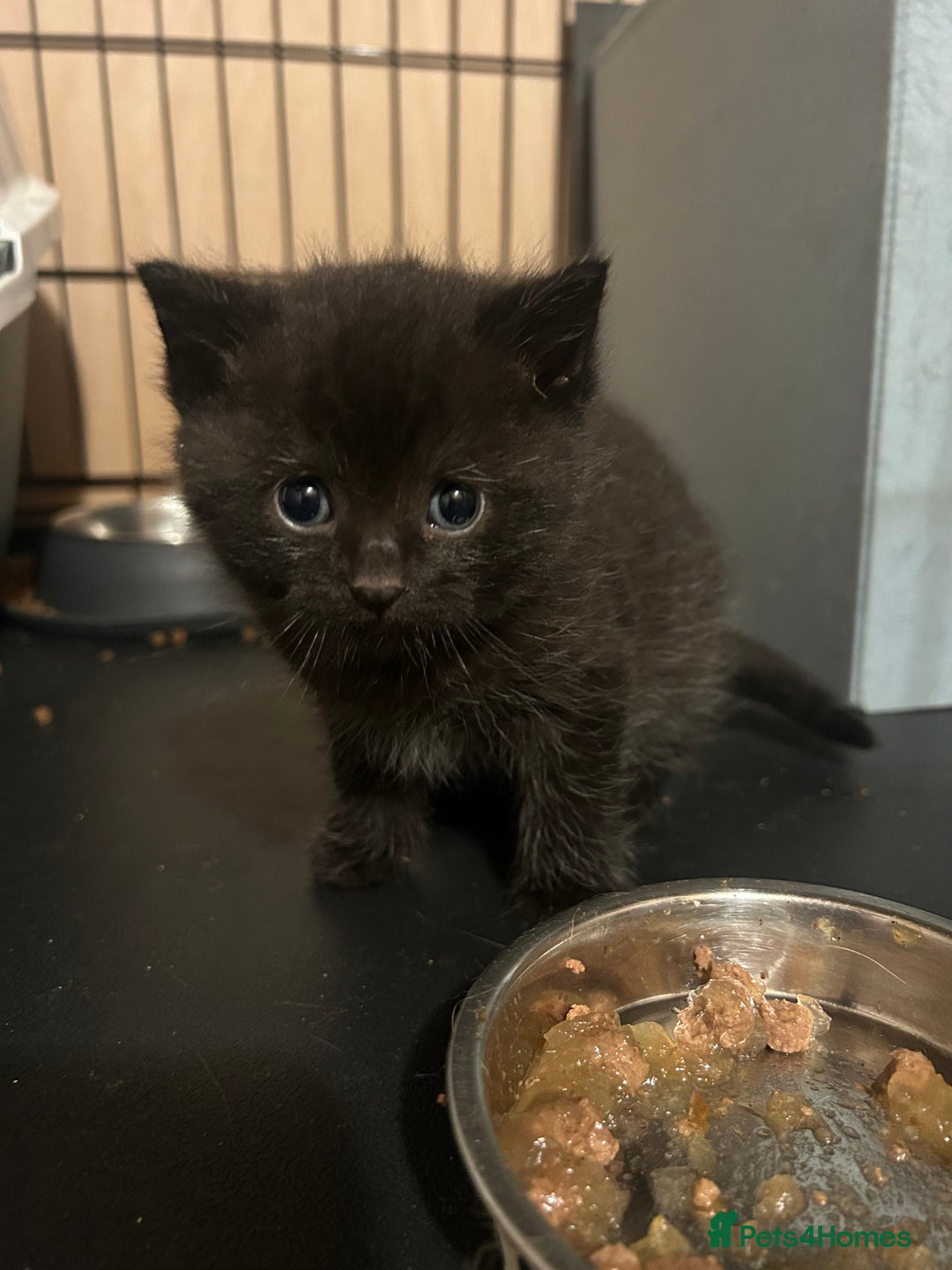 British Shorthair cats for sale: Beautiful male - Image 6