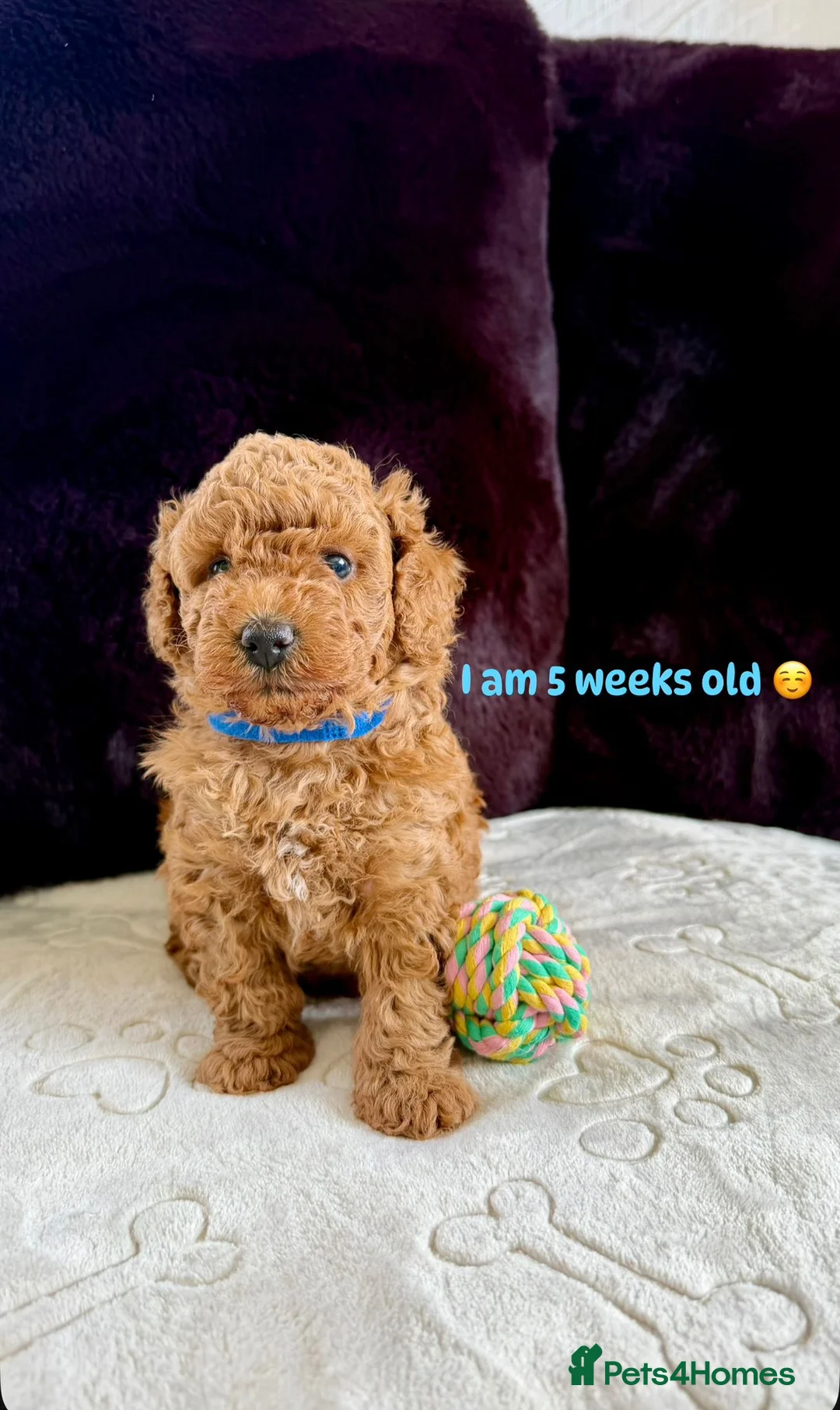 Toy Poodle dogs for sale: Adorable KC Red Toy Poodle Puppy – Boy 🐾 in Taunton - Advert 2