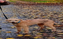 Lurcher dogs for sale: Male bedlington whippet x collie greyhound  - Advert 2