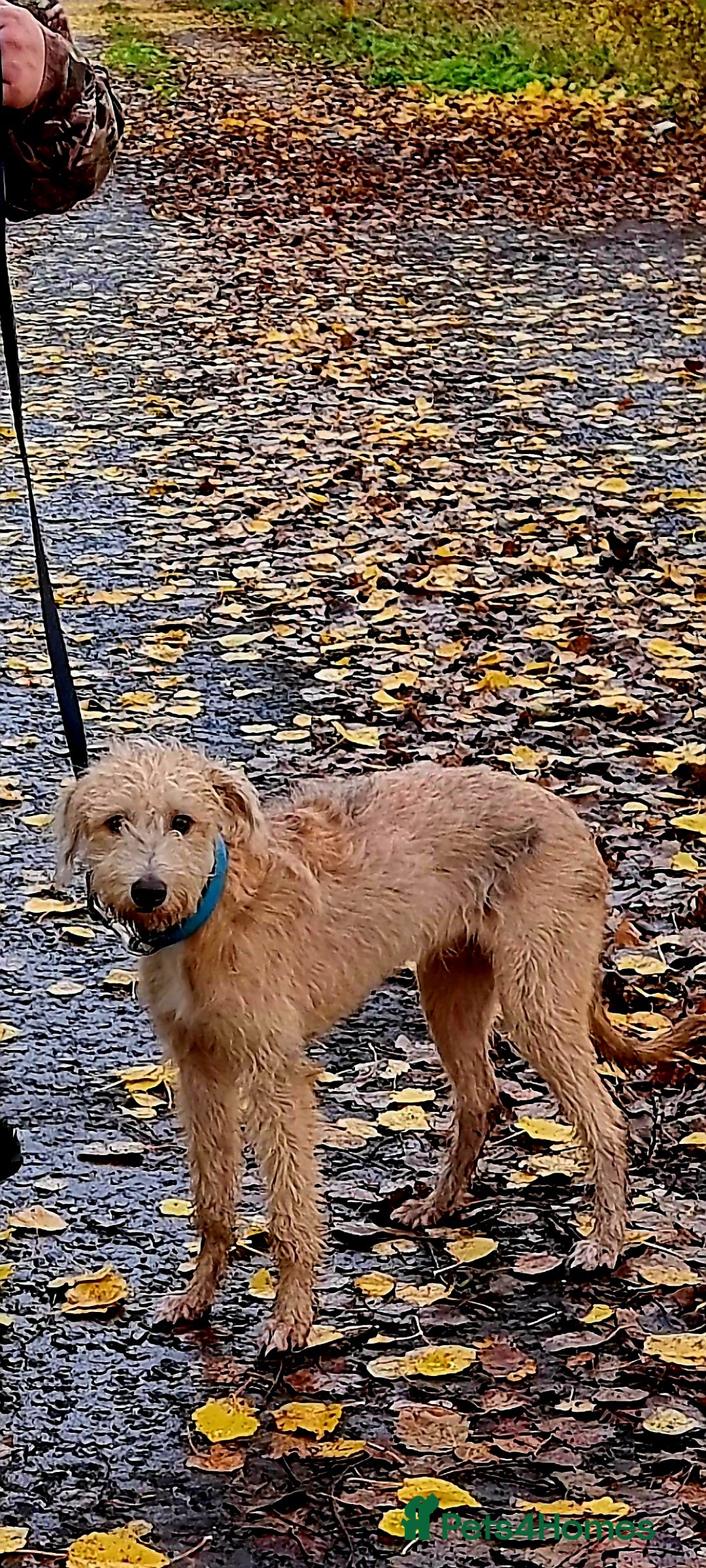 Lurcher dogs for sale: Male bedlington whippet x collie greyhound  - Advert 2