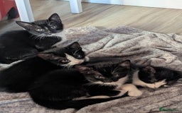 British Shorthair cats for sale: mixed tabby, black and white kittens  - Image 23