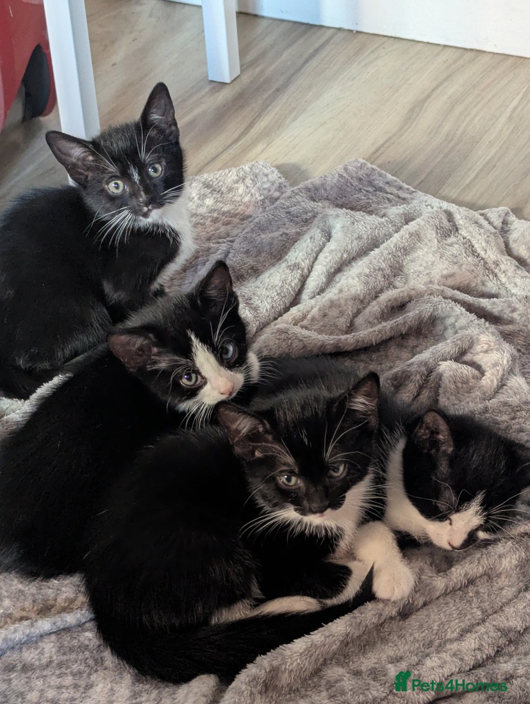 British Shorthair cats for sale: mixed tabby, black and white kittens  - Image 23