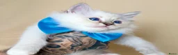 Ragdoll cats for sale: Ready To Leave Blue Lynx Ragdoll 💙Deep Blue Eyes - Advert 25