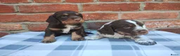 Cocker Spaniel dogs for sale: Cocker Spaniel Puppies  - Advert 8
