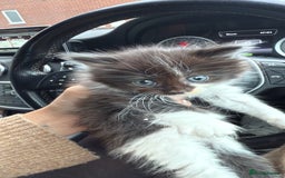 Mixed Breed cats for sale: 8 week old fluffy girl kitten - Image 3