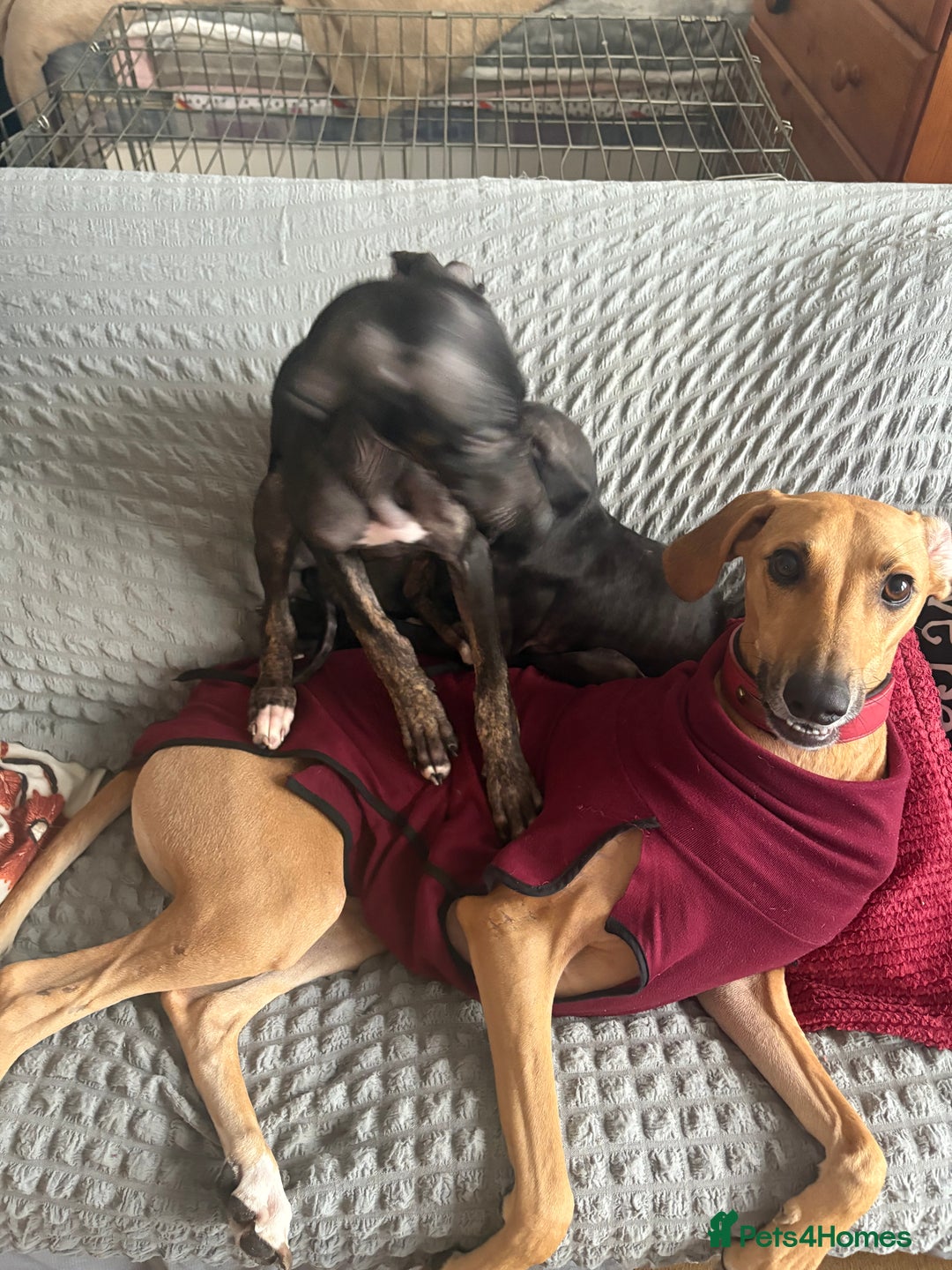 Mixed Breed dogs for sale: Saluki x lurcher/whippet puppies - Image 7