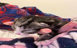 British Shorthair cats for sale: Kittens for sale - Image 4
