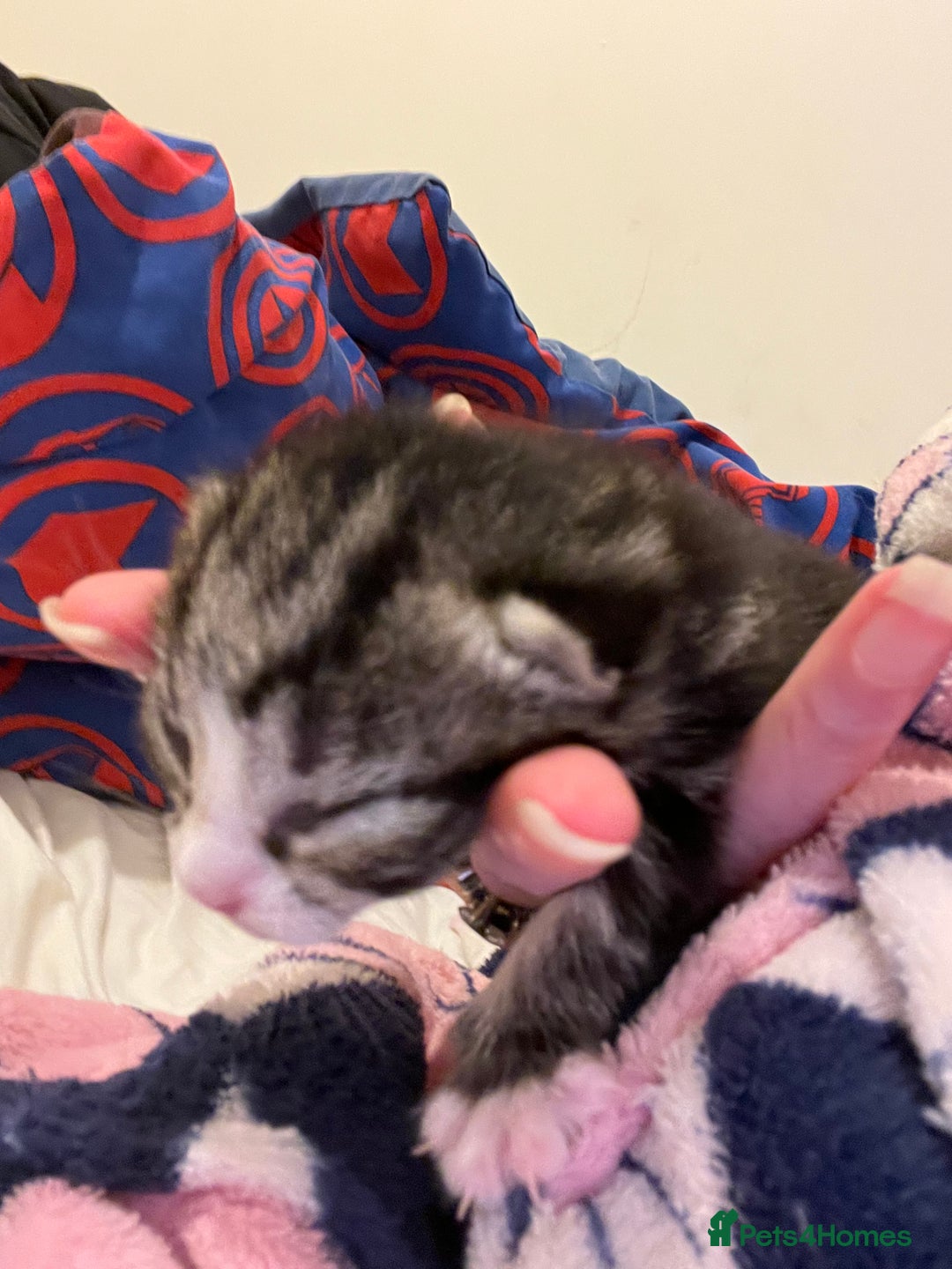 British Shorthair cats for sale: Kittens for sale - Image 4
