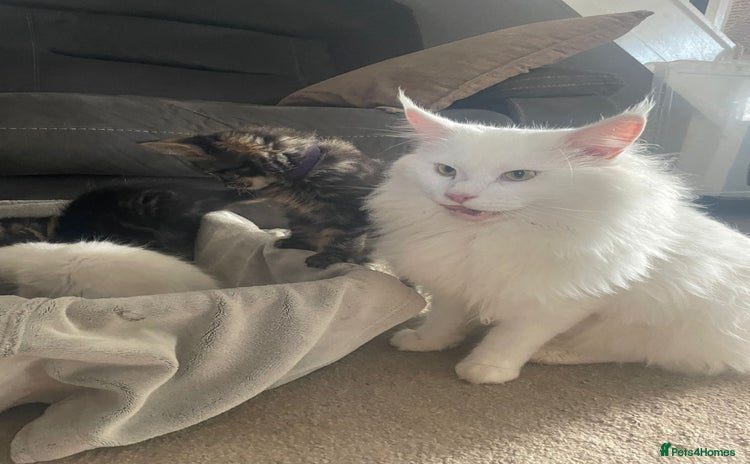 Maine Coon cats - Advert 15