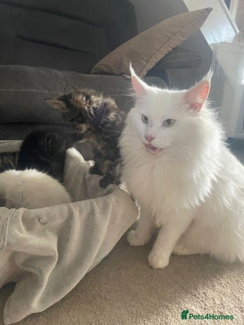 Maine Coon cats - Advert 2