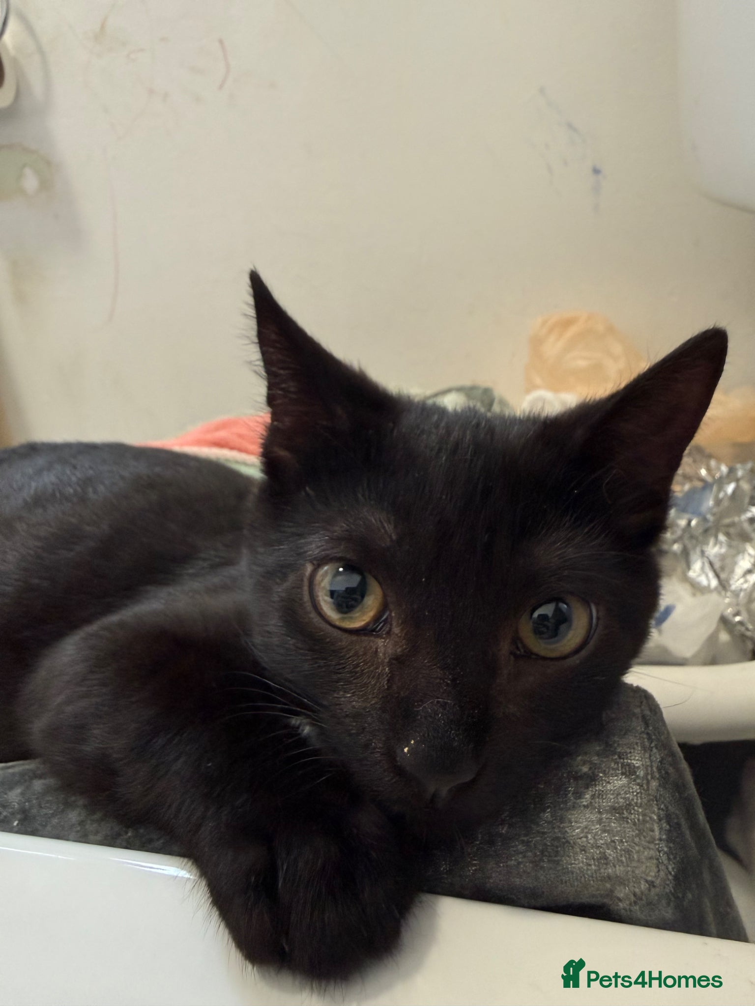 Mixed Breed cats Lucky  - Advert 2