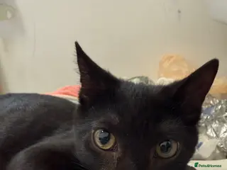 Mixed Breed cats Lucky - Advert 18