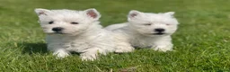 West Highland Terrier dogs for sale: Royal kennel club registered west highland white  - Advert 22