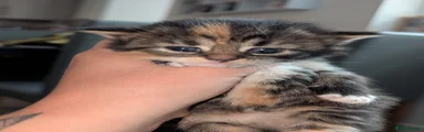Striped calico F