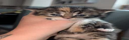 Mixed Breed cats for sale: Maine coon X Norwegian forest cat.  - Advert 2