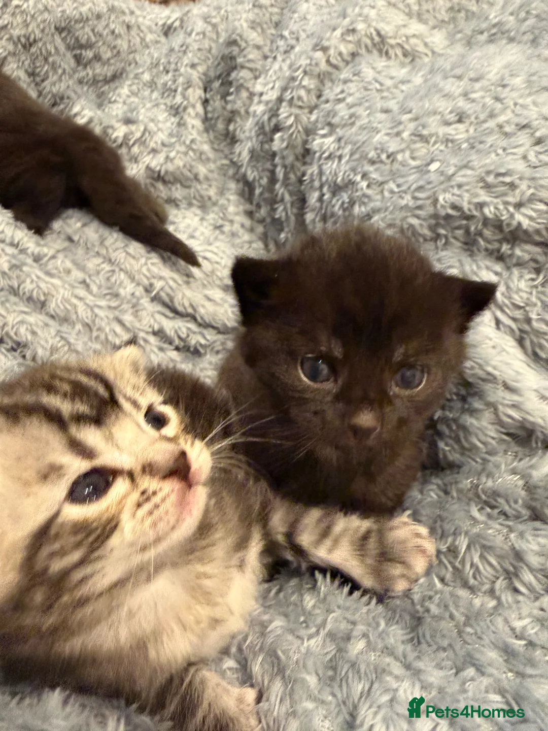 Mixed Breed cats for sale: 2 beautiful 10 Week old kittens  (1xM 1xF) - Advert 2