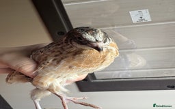 Quail poultry for sale: Quail for sale! - Image 4