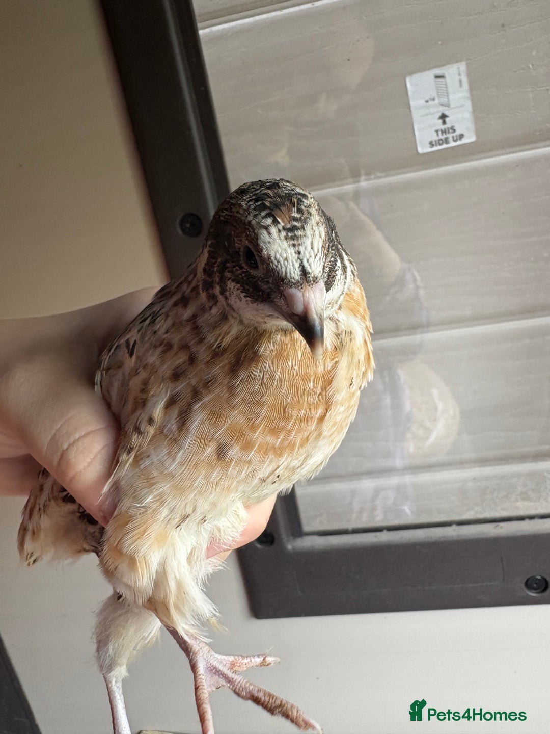 Quail poultry for sale: Quail for sale! - Image 4