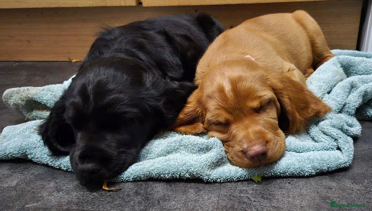 Mixed Breed dogs - Advert 3