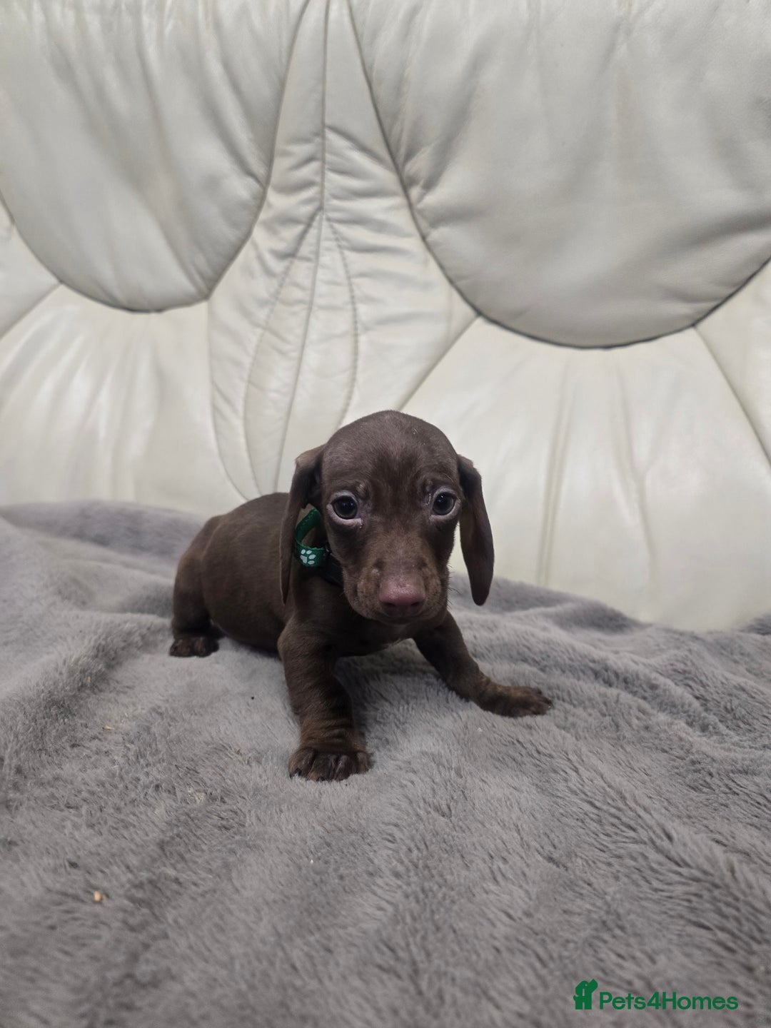 Miniature Dachshund dogs for sale: Miniature Dachshund Puppies - Advert 8
