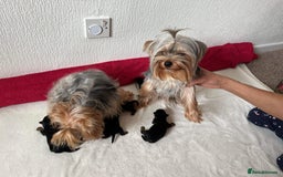 Yorkshire Terrier dogs for sale: Beautiful Yorkshire terrier  - Image 7