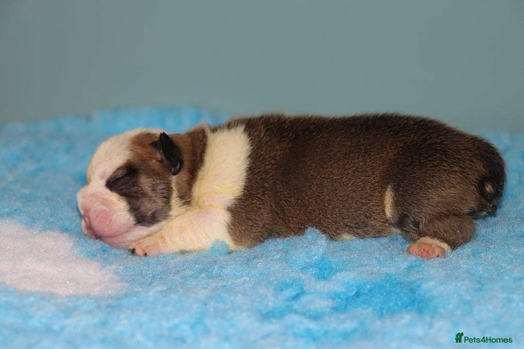 English Bulldog dogs for sale: English bulldog puppies  - Image 10
