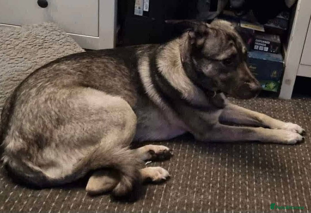 Mixed Breed dogs for adoption: Meet Fagan, currently residing in Durham - Advert 6