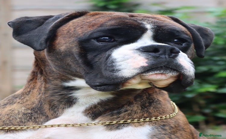 Boxer dogs CHAMPION B&W Boxer Dog HT0 Sires Reds & Brindles - Advert 2