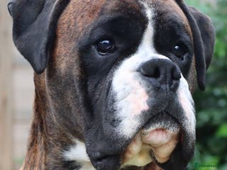 Boxer dogs CHAMPION B&W Boxer Dog HT0 Sires Reds & Brindles - Advert 6