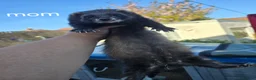 Ferret rodents for sale: 2 beautiful self black Ferret Kits - Advert 9