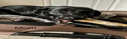 Labrador Retriever dogs for sale: WAIT LIST for KC reg Health tested litter  - Advert 5