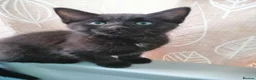 Mixed Breed cats for sale: Black Ragdoll x Russian Blue kitten. - Advert 5