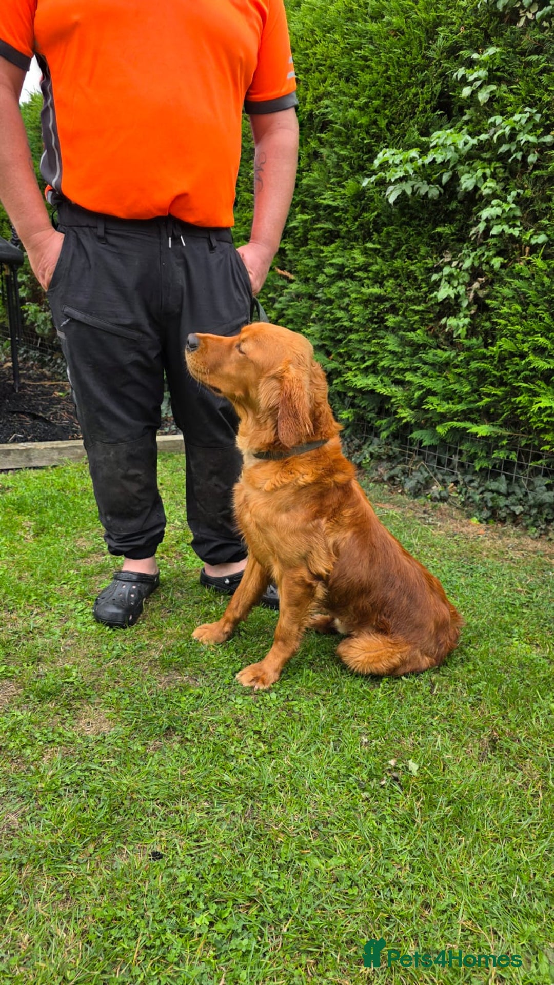 Golden Retriever dogs for stud: Dark Red Working Retriever  - Advert 4
