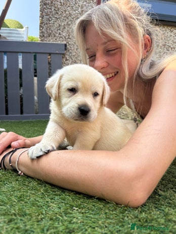 Labrador Retriever dogs - Advert 4