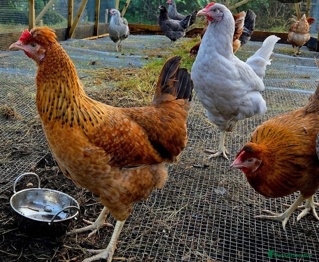 Chickens poultry for sale: Point of Lay Chickens - Image 5