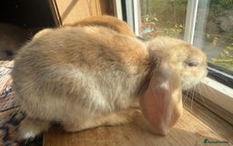 English Lop rabbits for sale: 4 Cute friendly lop bunnies - Image 6