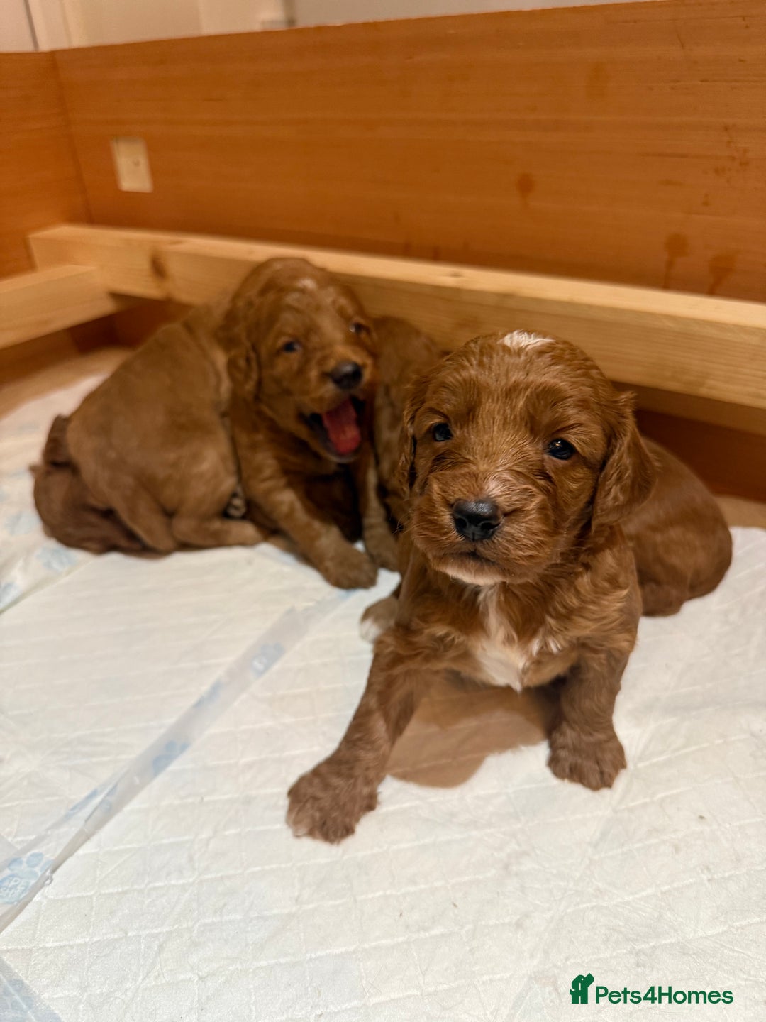 Cockapoo dogs for sale: 7 Golden Cockapoo girls - Advert 1