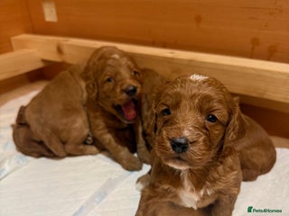 Cockapoo dogs 7 Golden Cockapoo girls - Advert 1