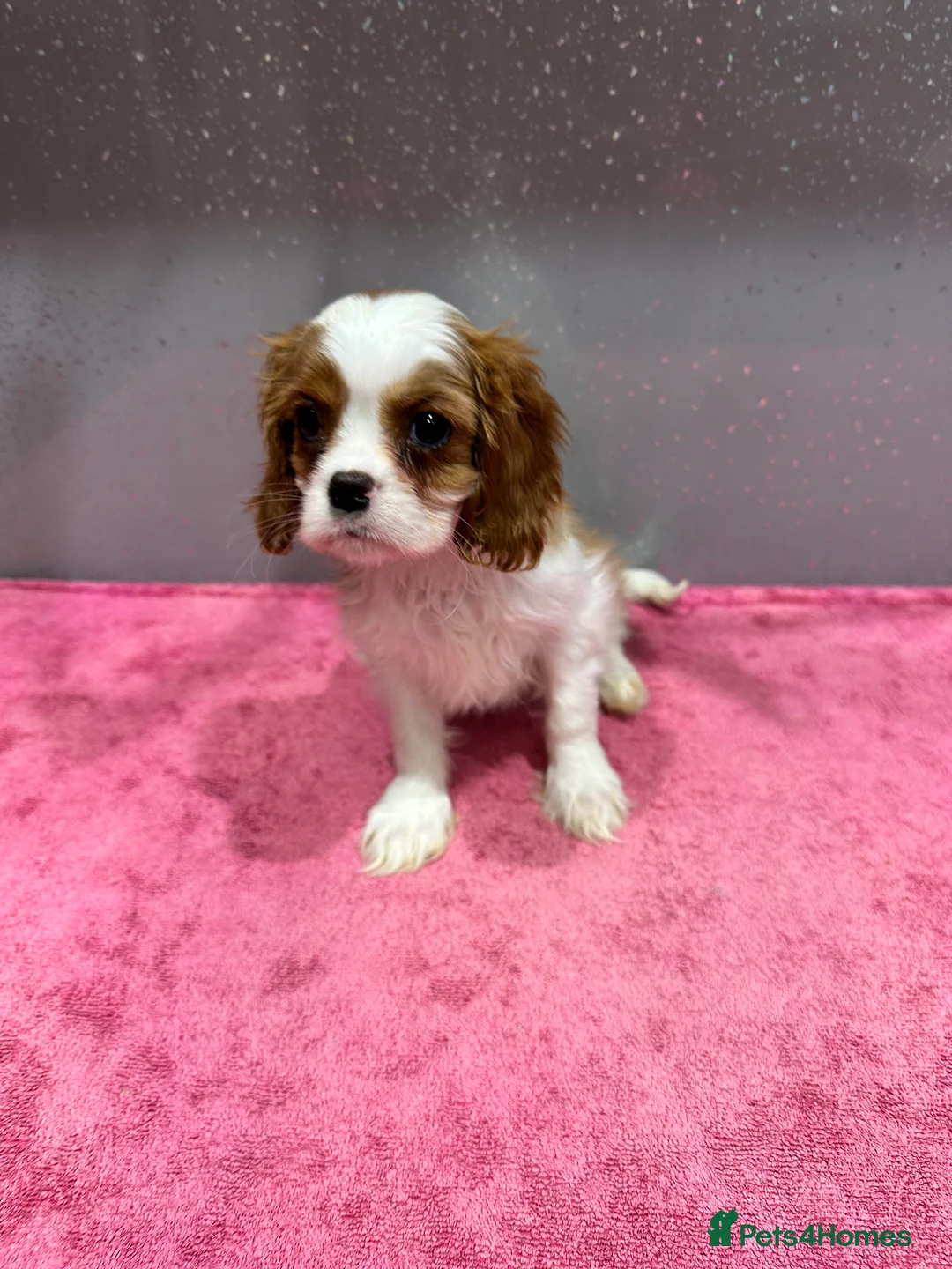 Cavalier King Charles Spaniel dogs for sale: Adorable Cavalier King Charles Spaniels - Advert 6