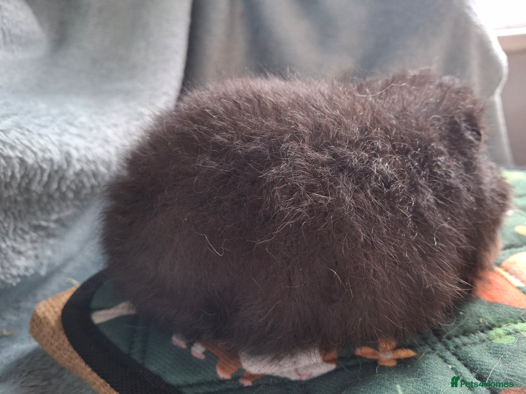 Guinea Pig rodents for sale: Beautiful Swiss Boars Baby /Young Adult  - Advert 3