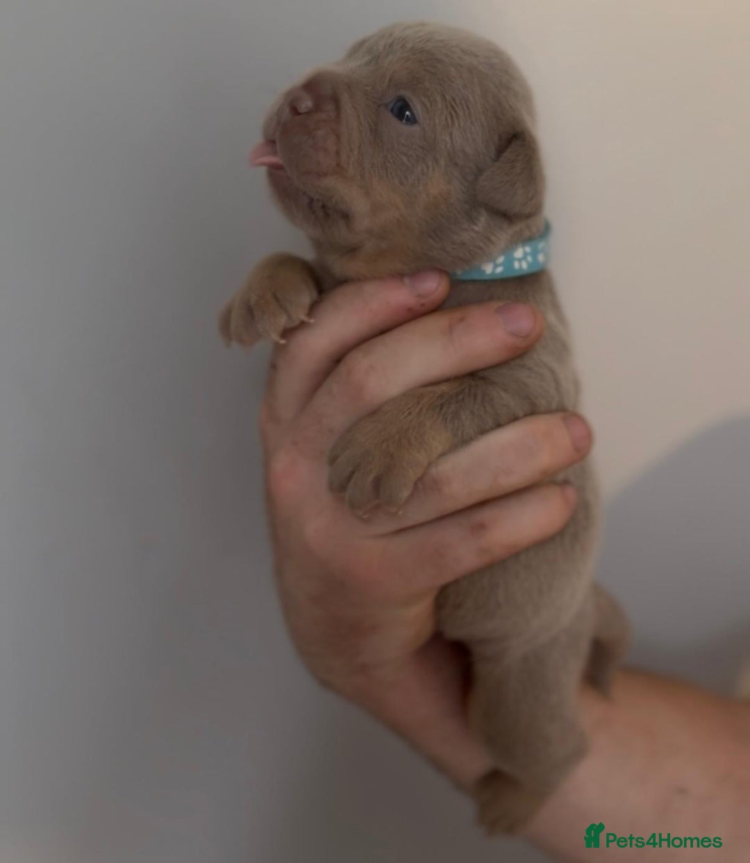 Olde English Bulldogge dogs for sale: Olde English bulldogge  - Image 4