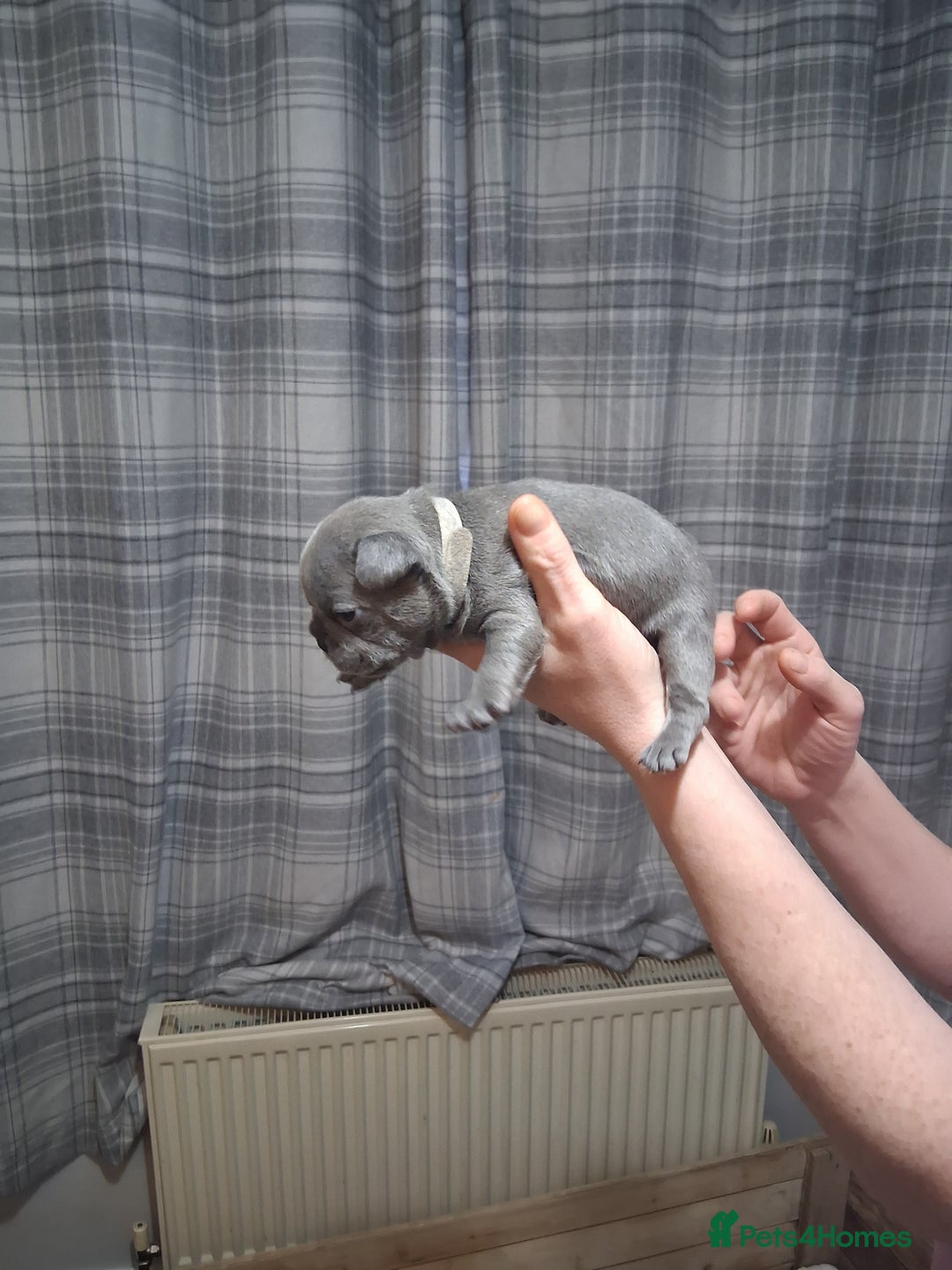 French Bulldog dogs for sale: French bulldogs - Image 18