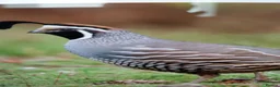 Quail poultry for sale: Californian Quail in Hockley - Advert 1