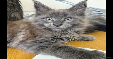 Maine Coon cats - Advert 10